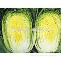 Hybrid Cabbage seeds for growing-Autumn Heart